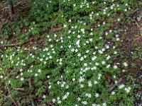 Teppich aus Buschwindröschen an der Uferböschung des Sees